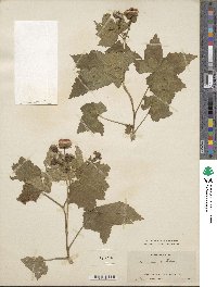 Rubus odoratus image