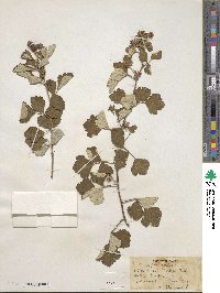 Rubus parvifolius image