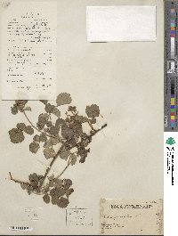 Rubus parvifolius image