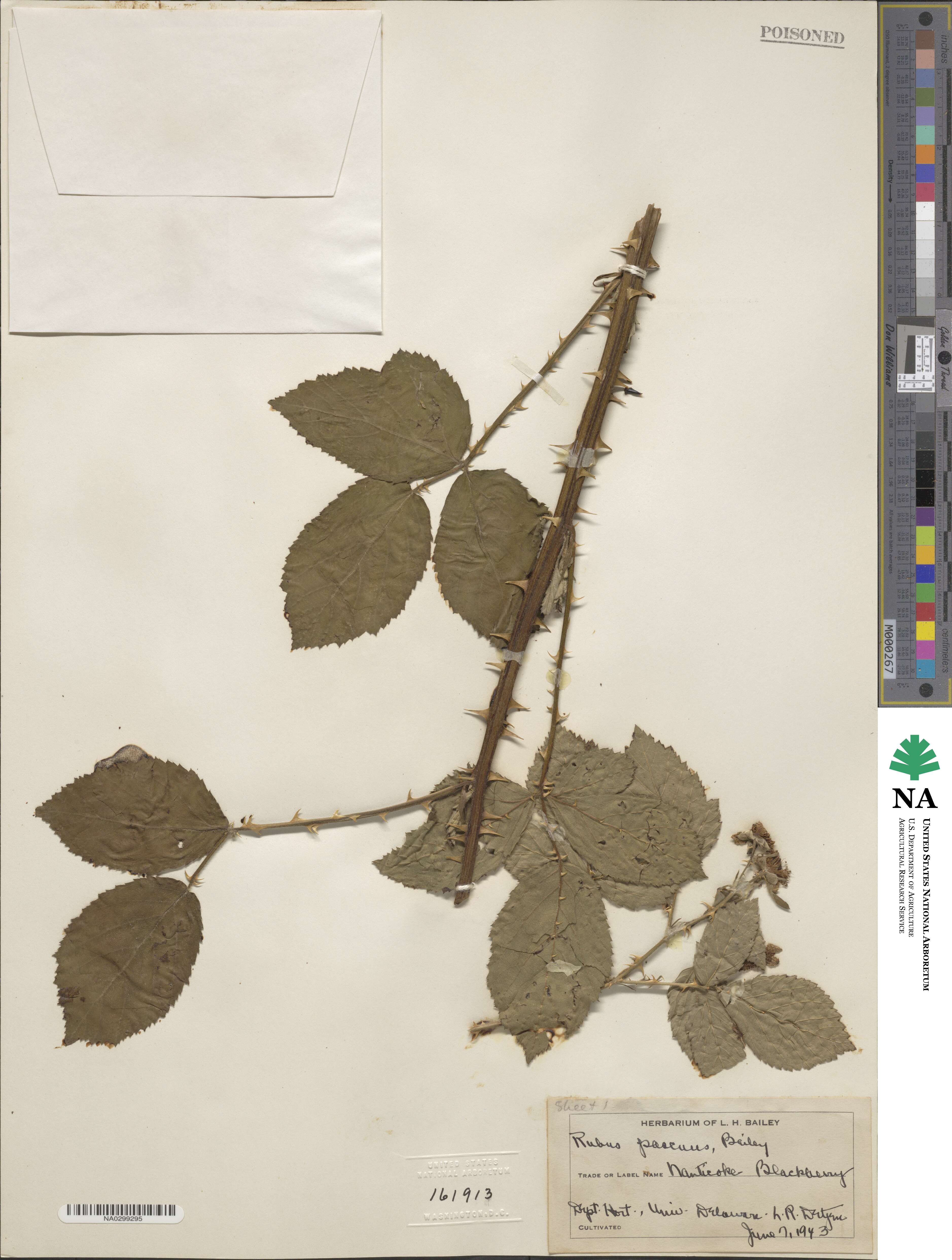 Rubus pascuus image
