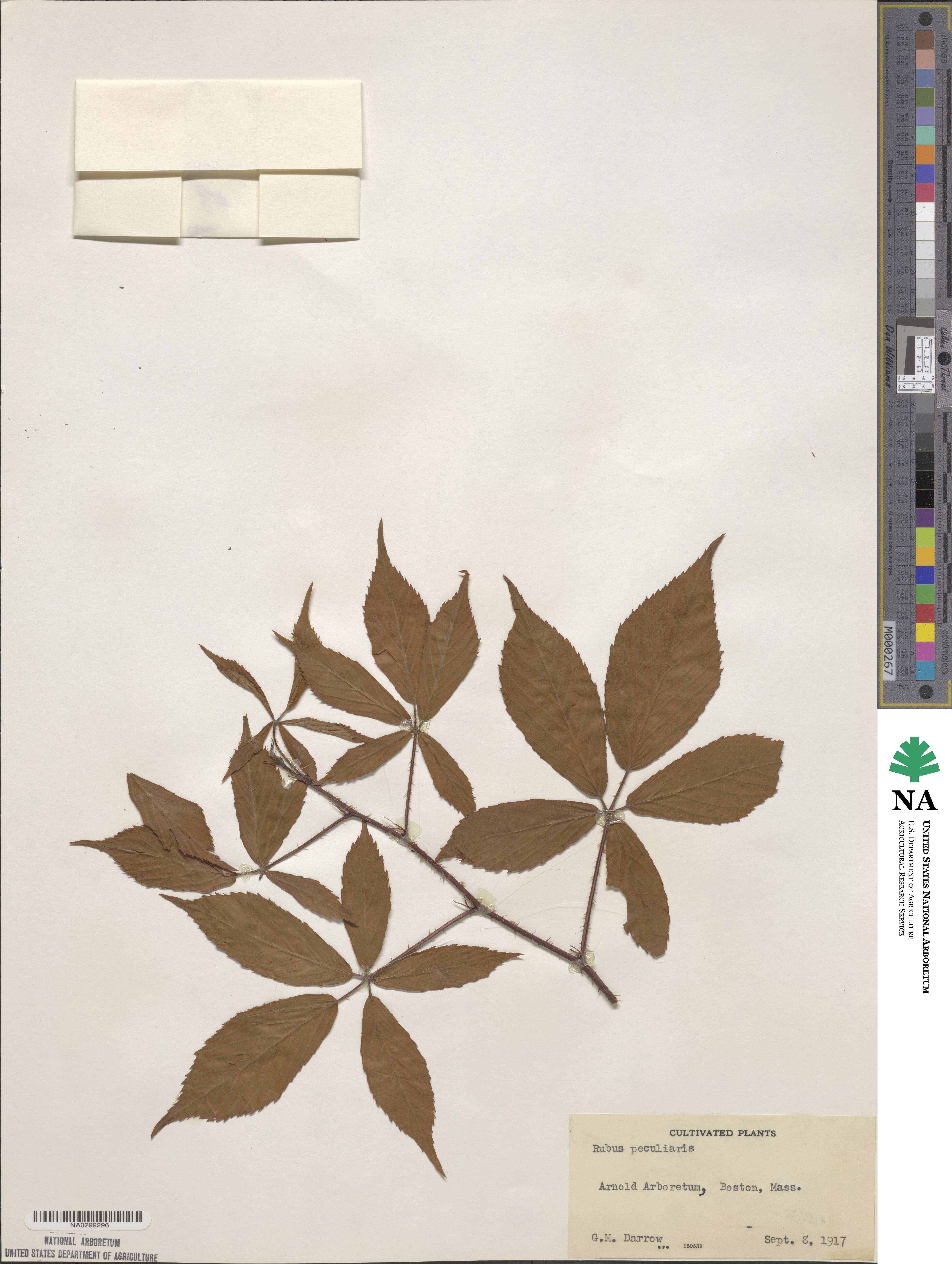 Rubus vermontanus image