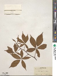 Rubus vermontanus image