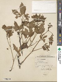 Rubus vermontanus image
