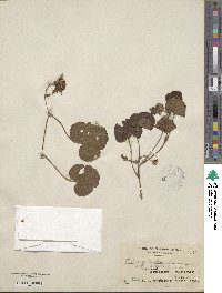 Rubus pectinellus image