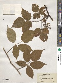 Rubus pergratus image