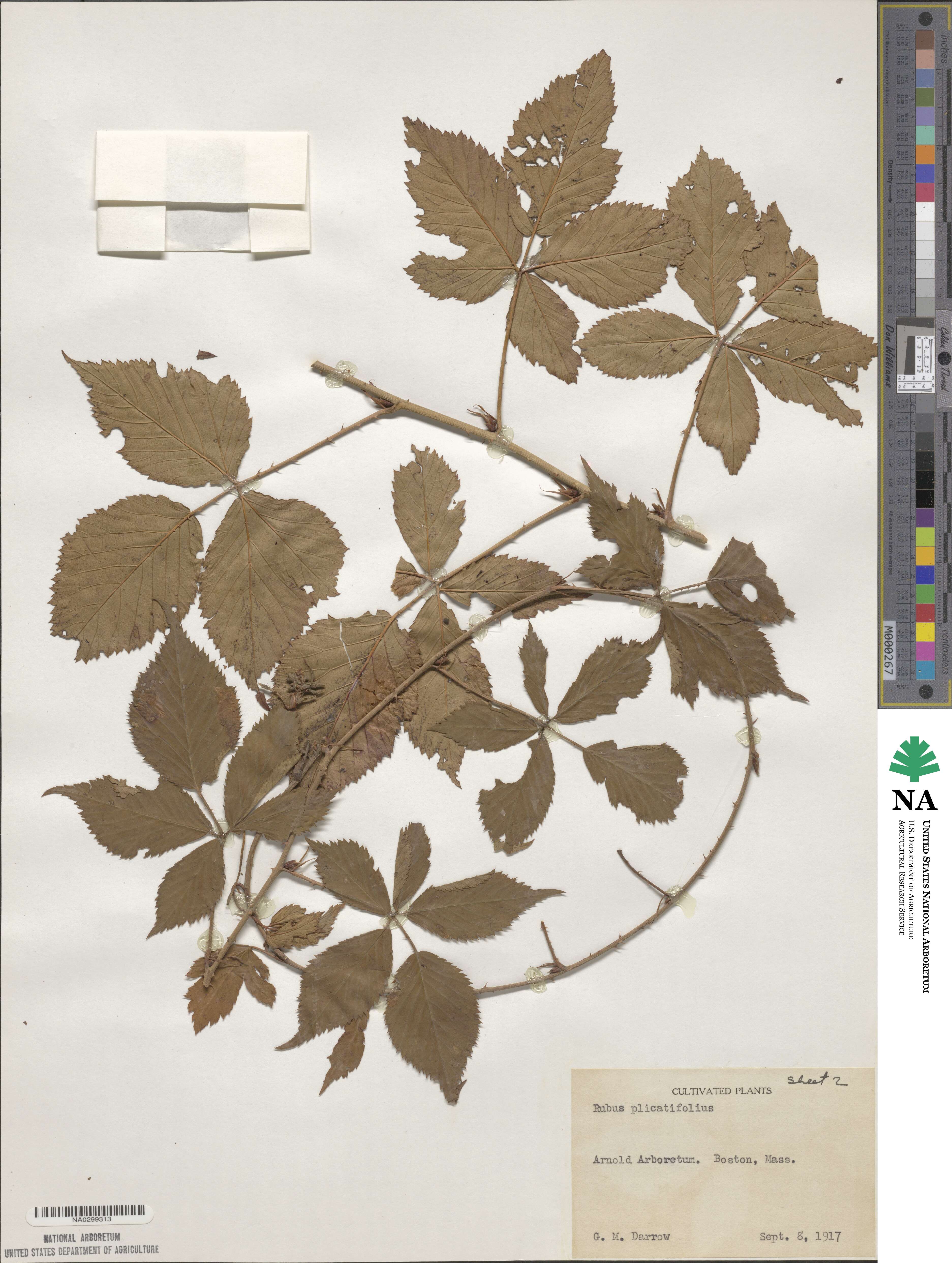 Rubus heterophyllus image