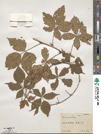 Rubus heterophyllus image