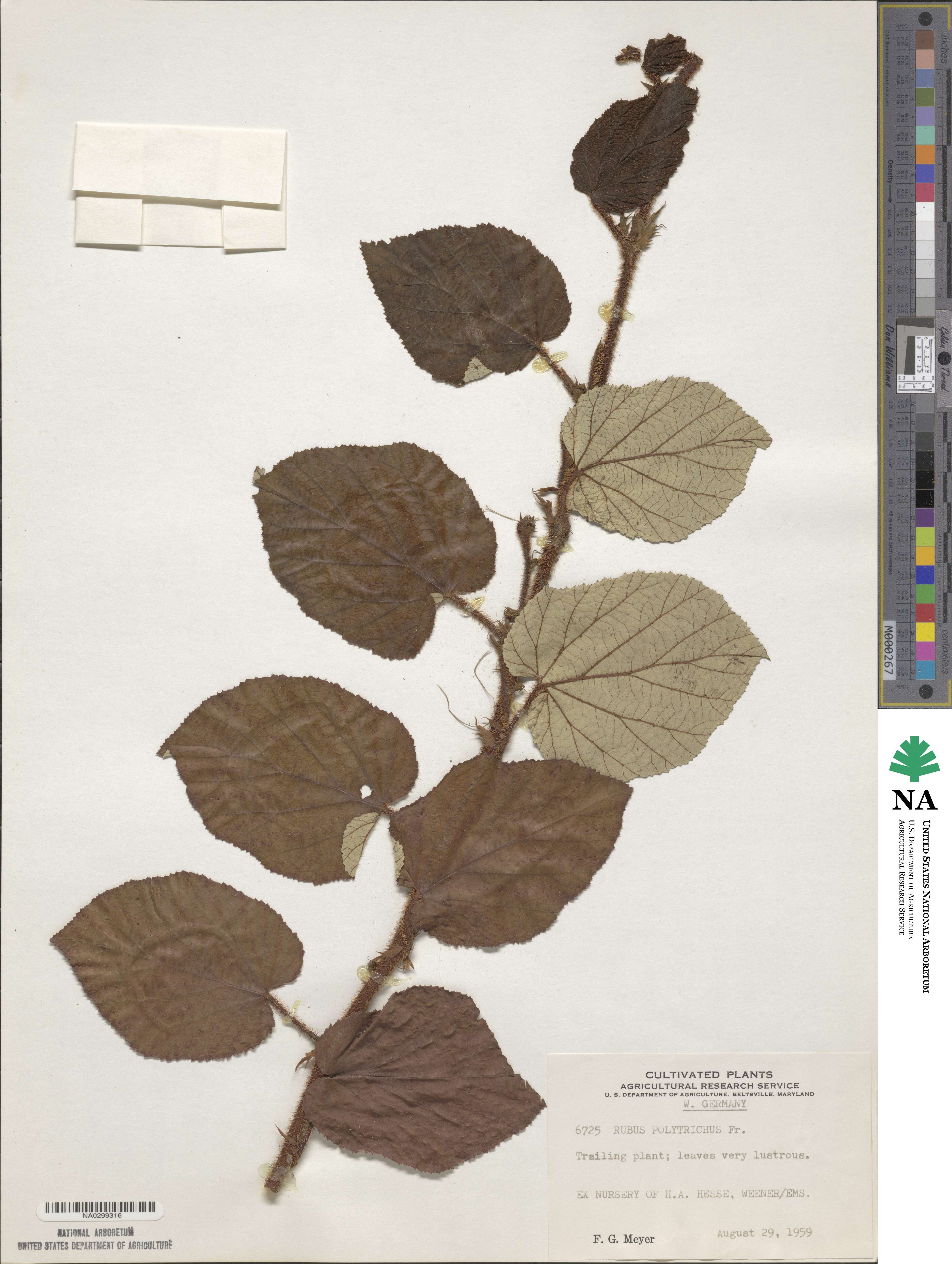 Rubus luae image