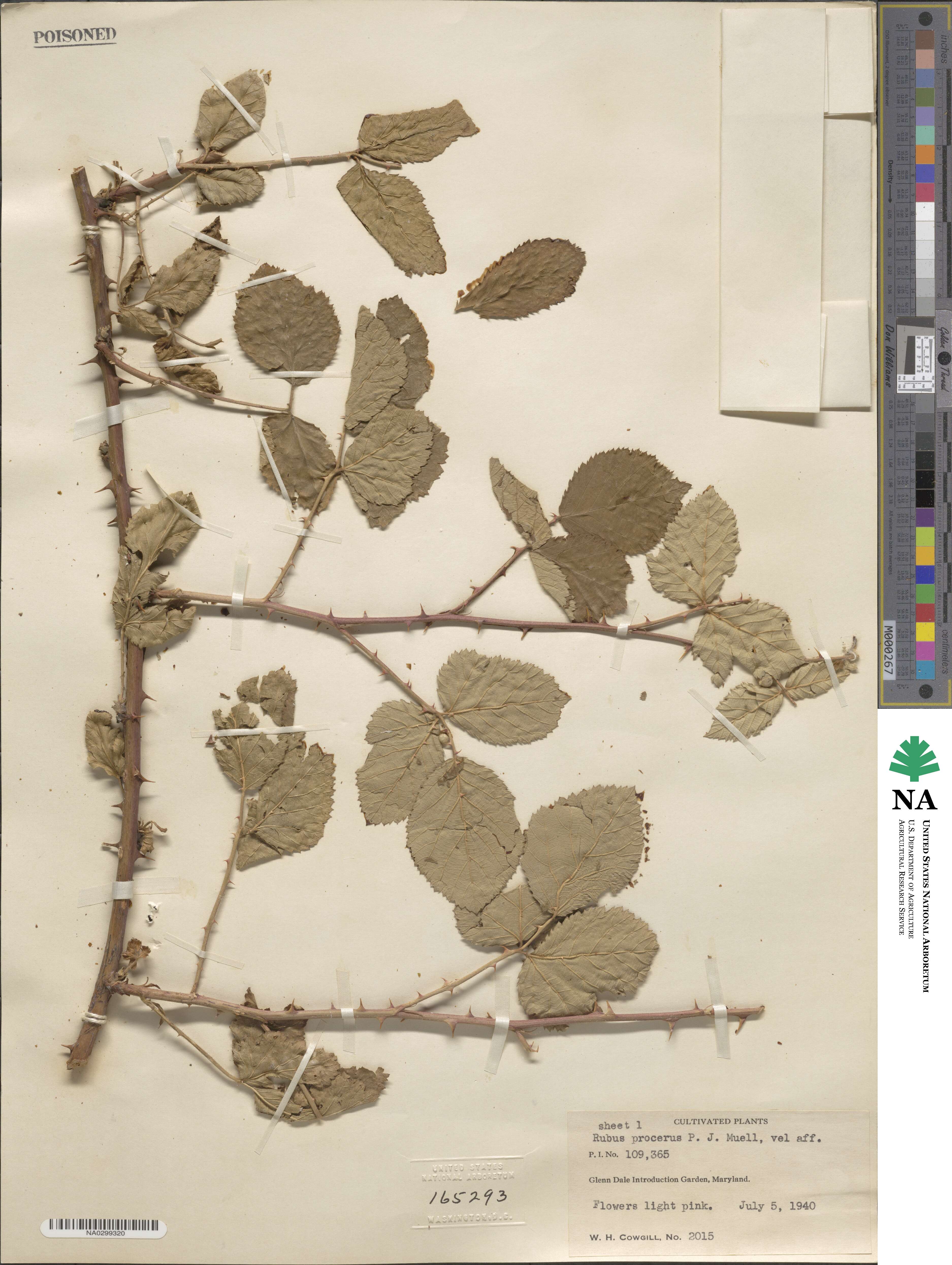 Rubus procerus image