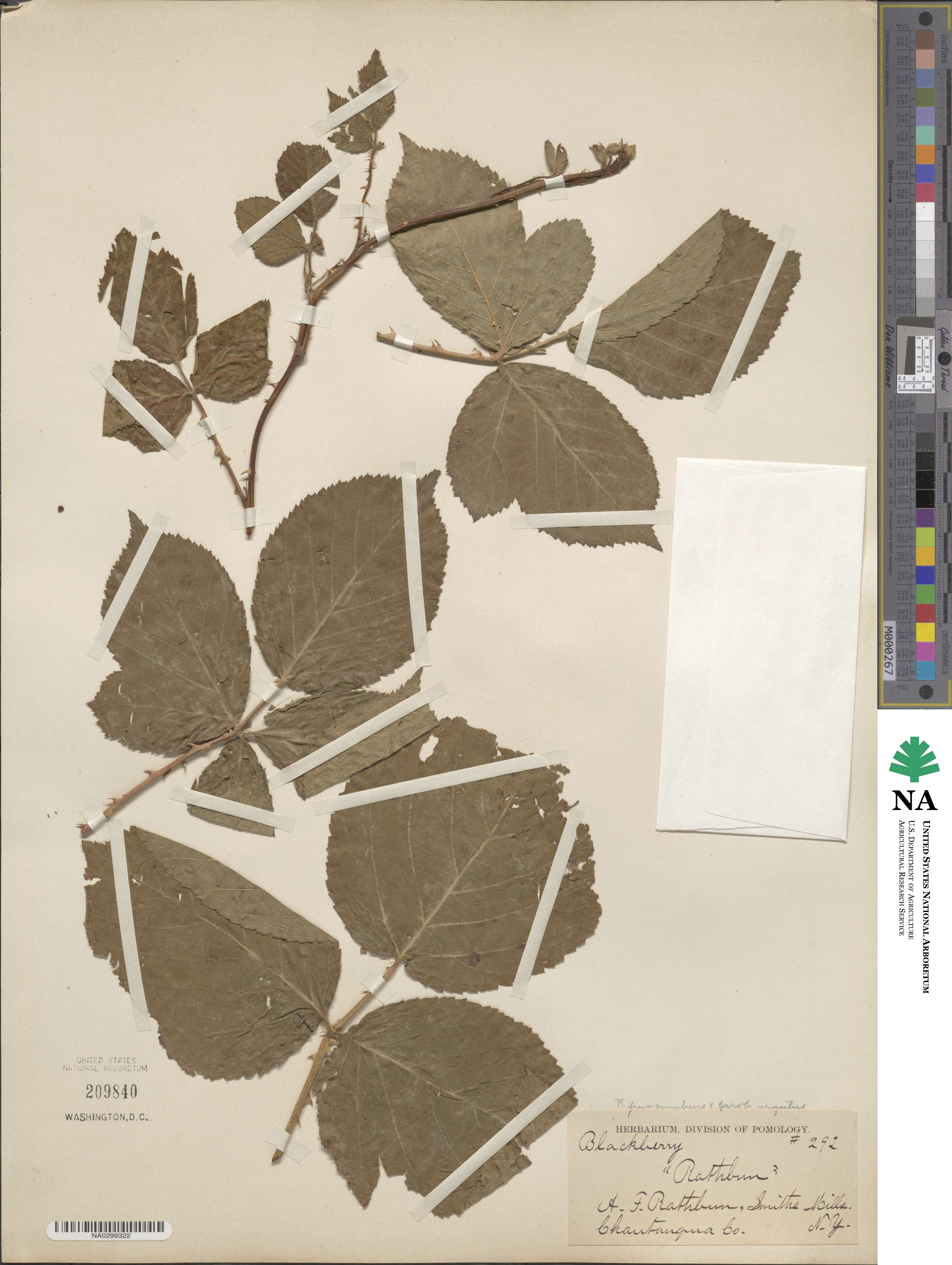 Rubus flagellaris image