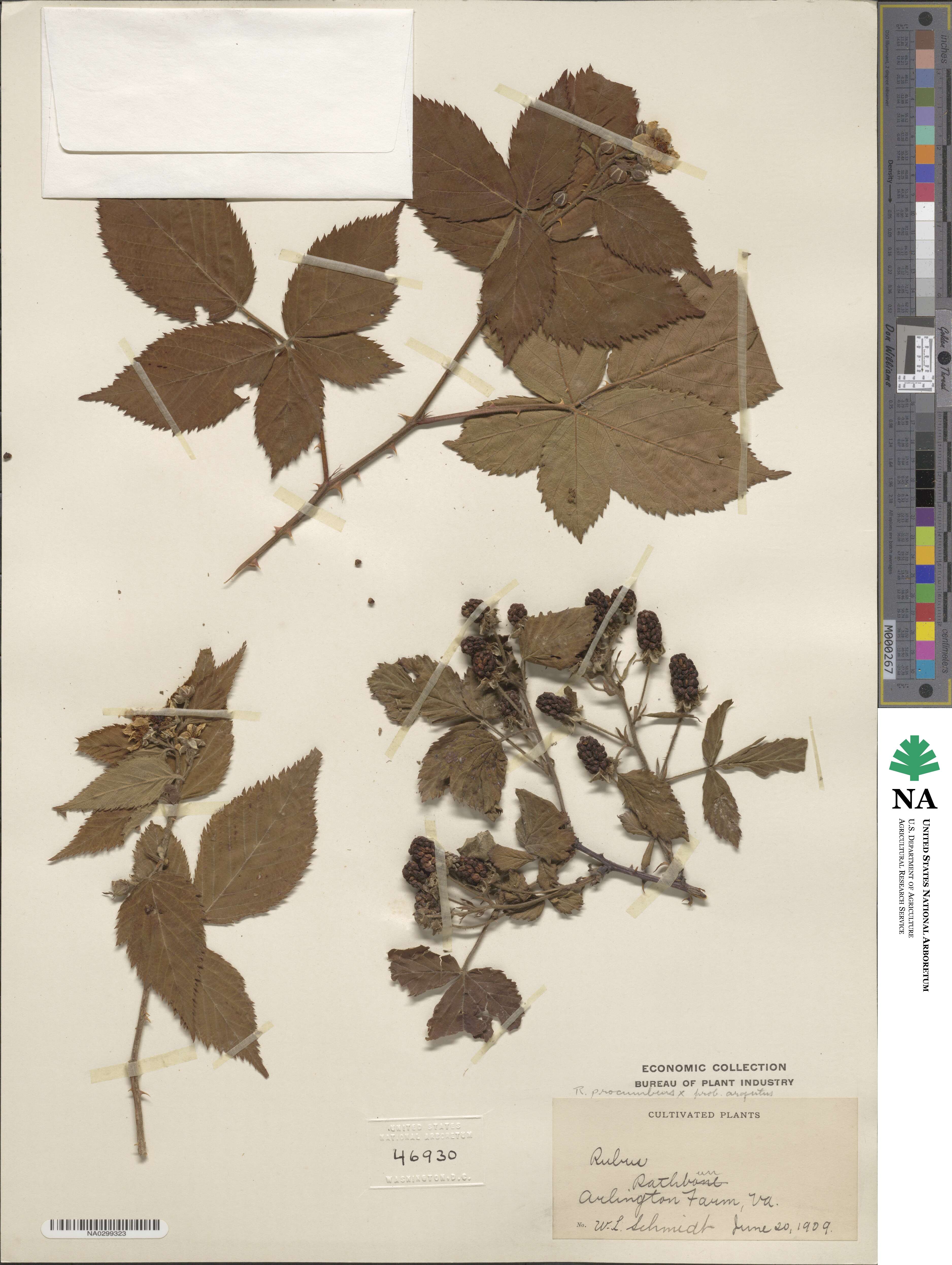 Rubus flagellaris image