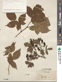 Rubus flagellaris image