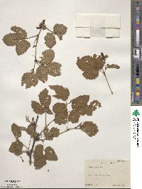 Rubus recurvans image