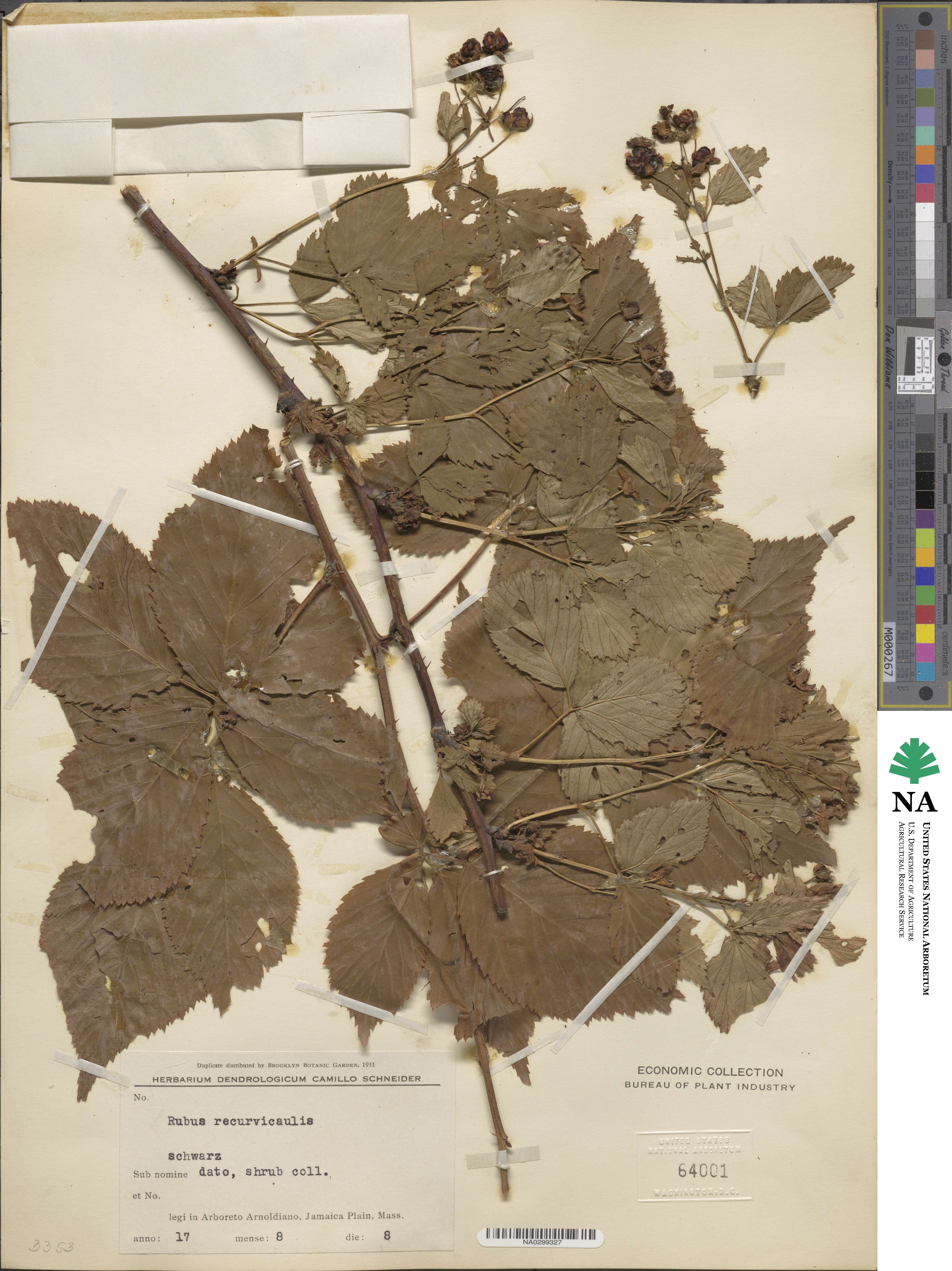 Rubus recurvicaulis image