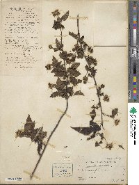 Rubus rosifolius image