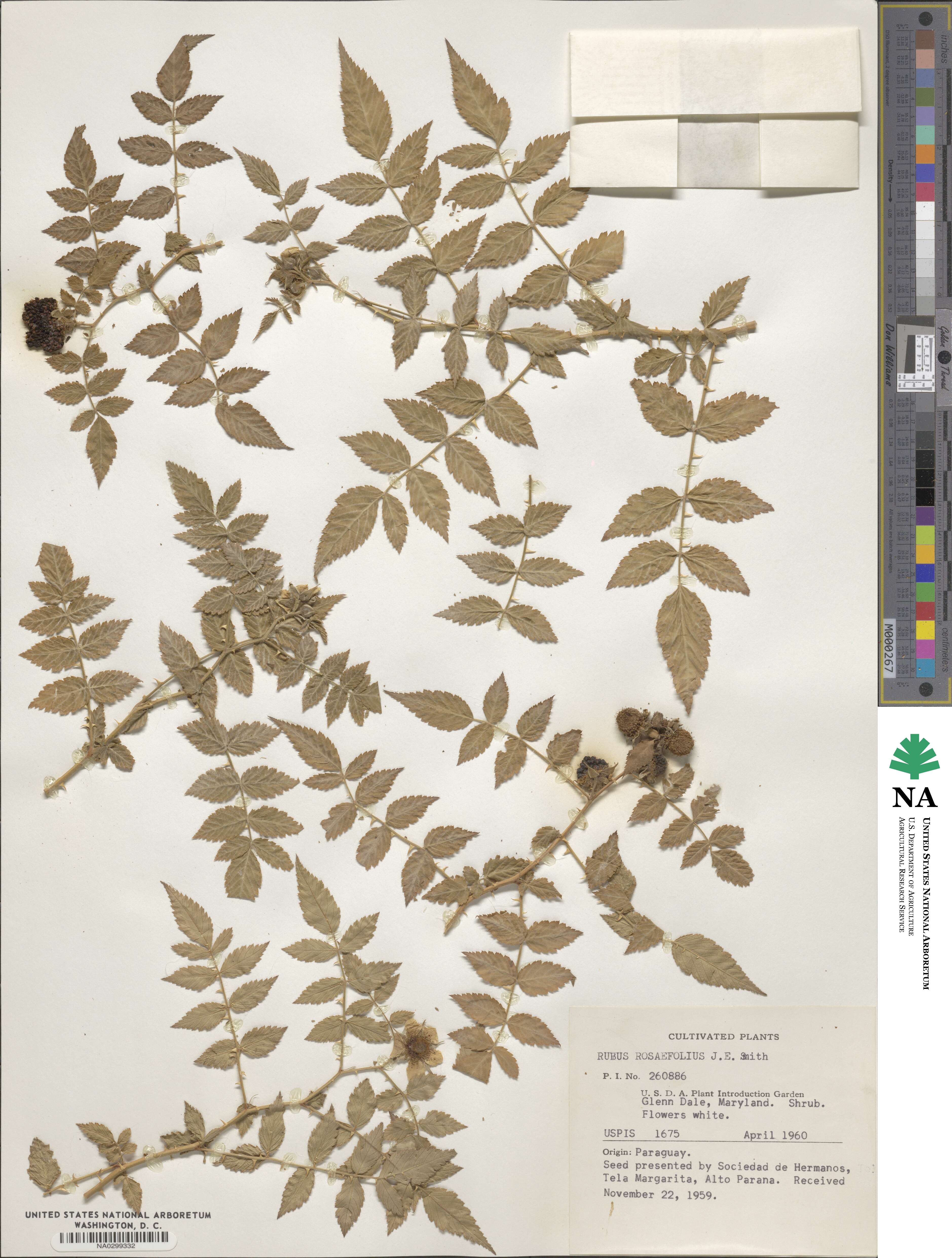 Rubus rosifolius image