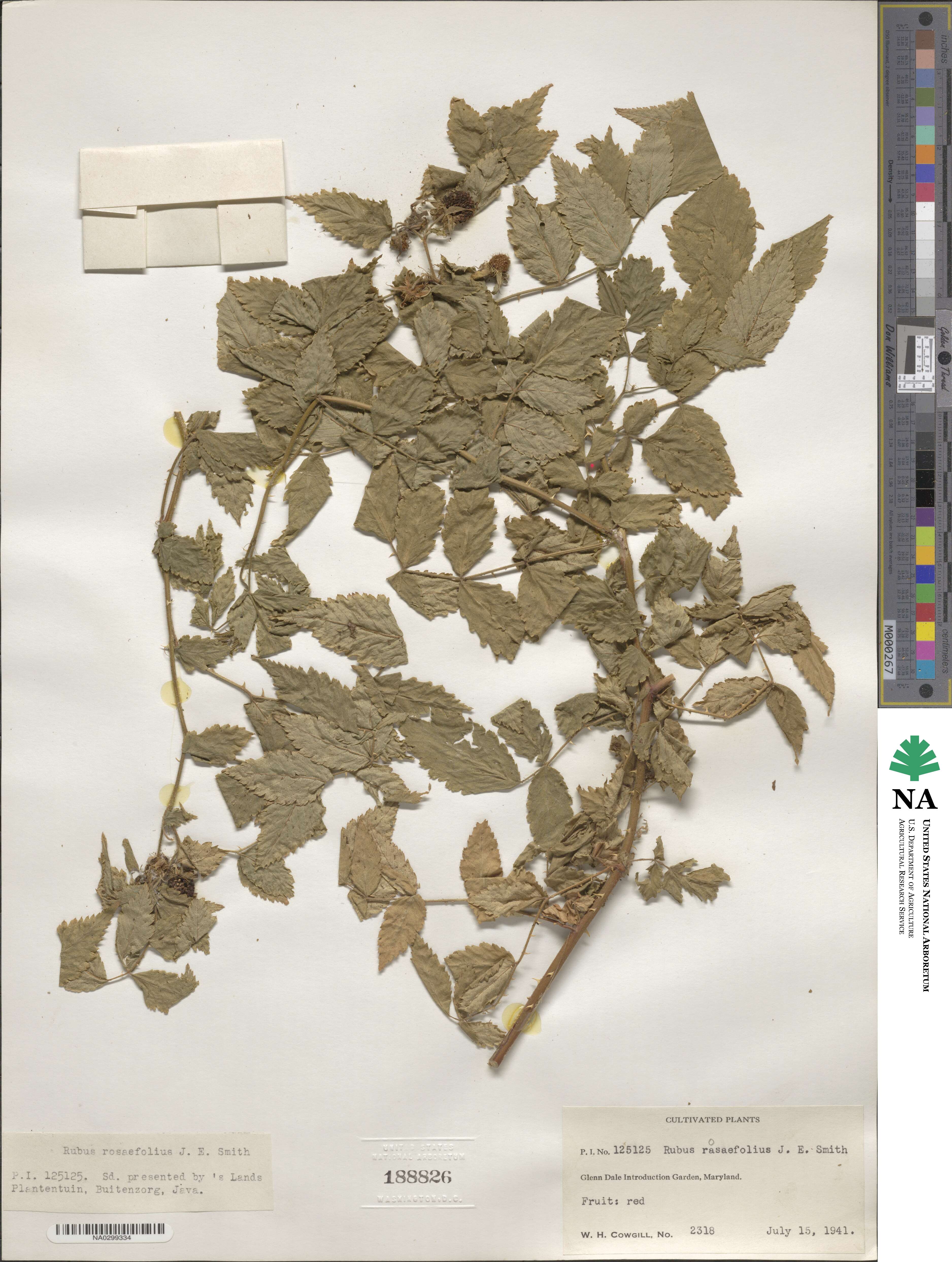 Rubus rosifolius image