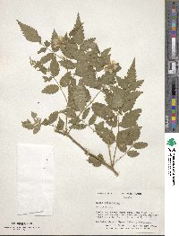 Rubus rosifolius image