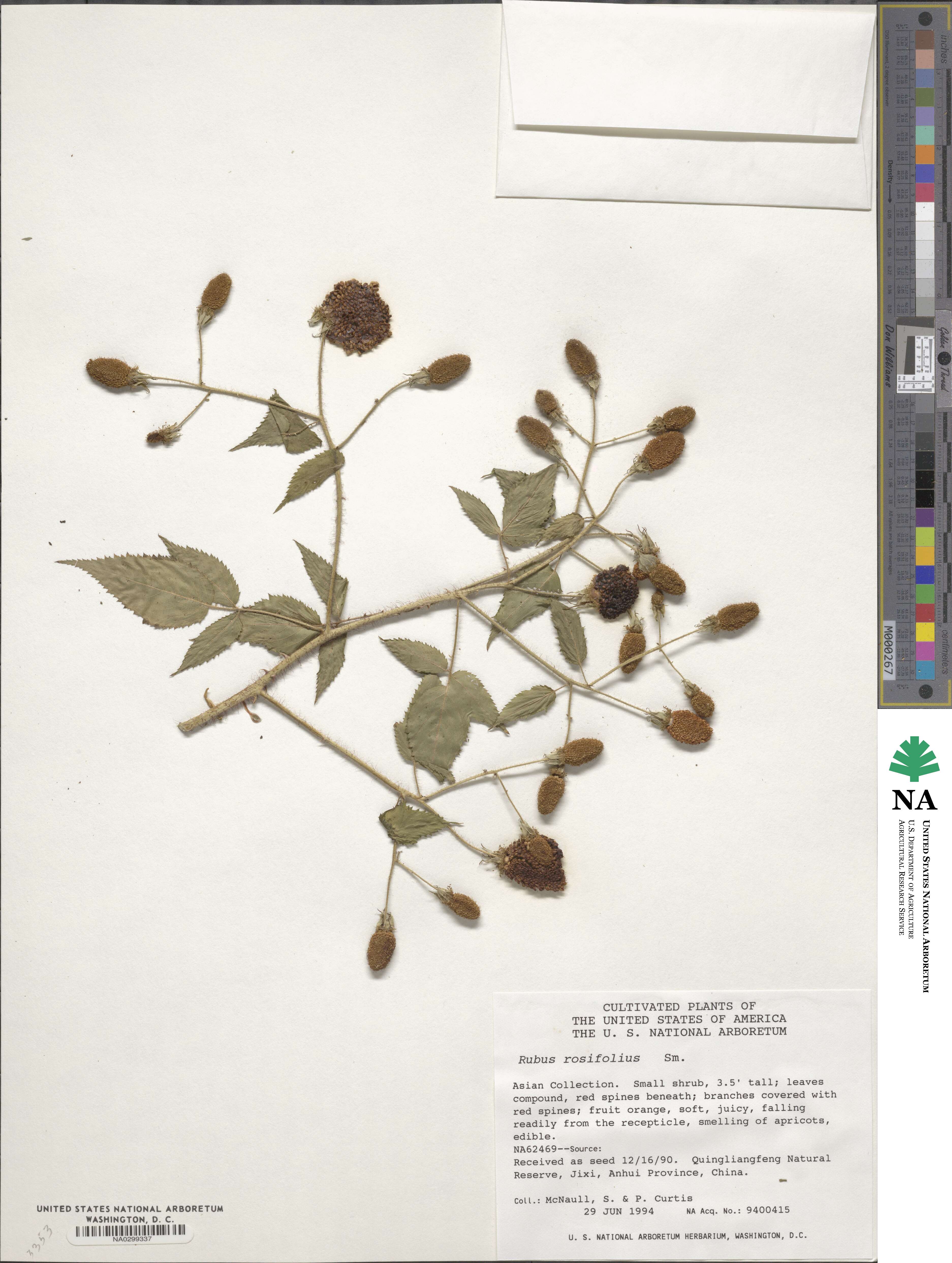 Rubus rosifolius image