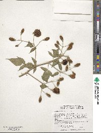 Rubus rosifolius image