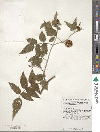 Rubus rosifolius image