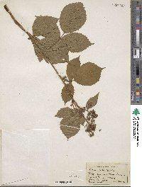 Rubus rudis image