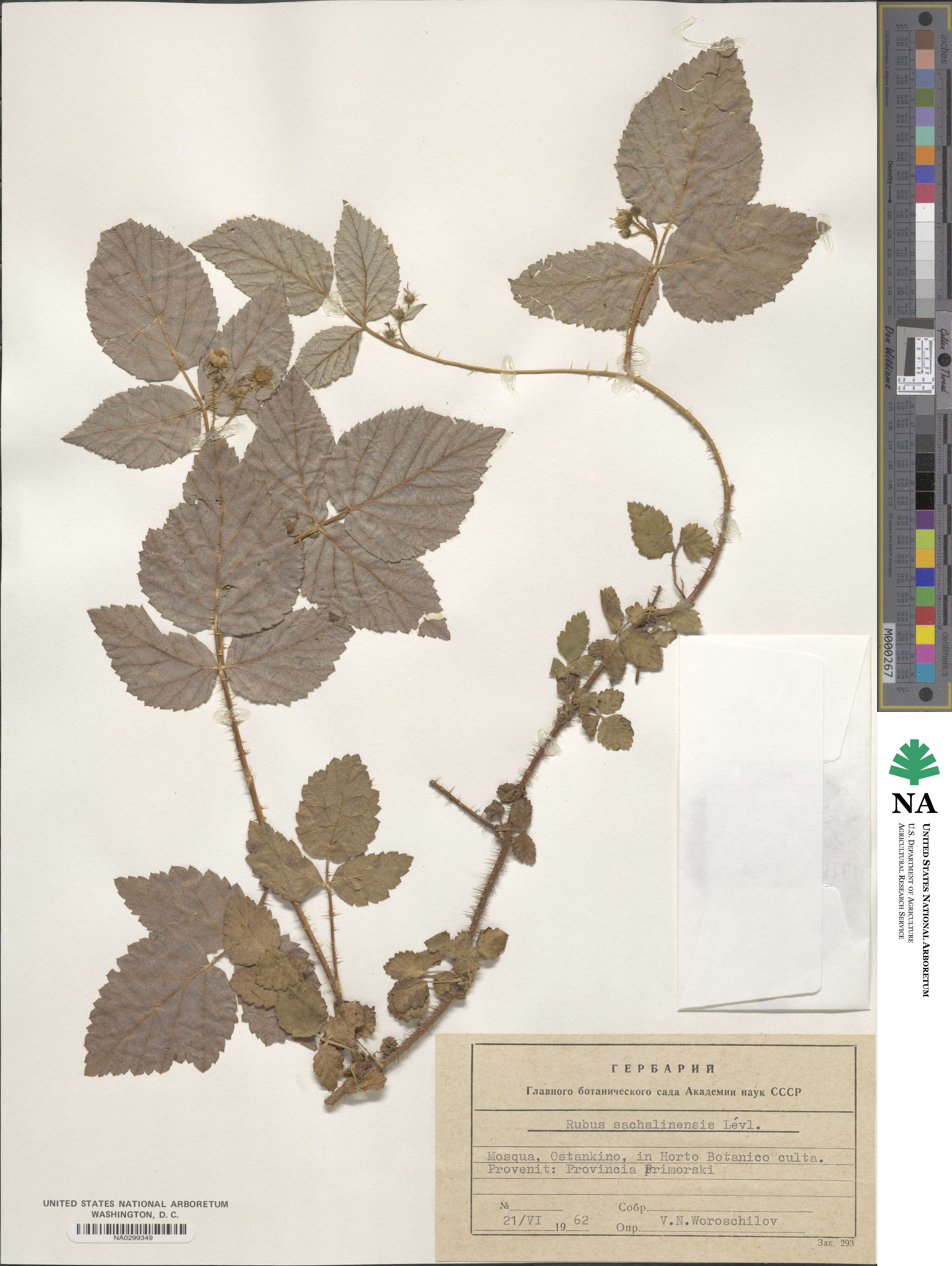 Rubus sachalinensis image