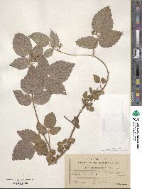 Rubus sachalinensis image