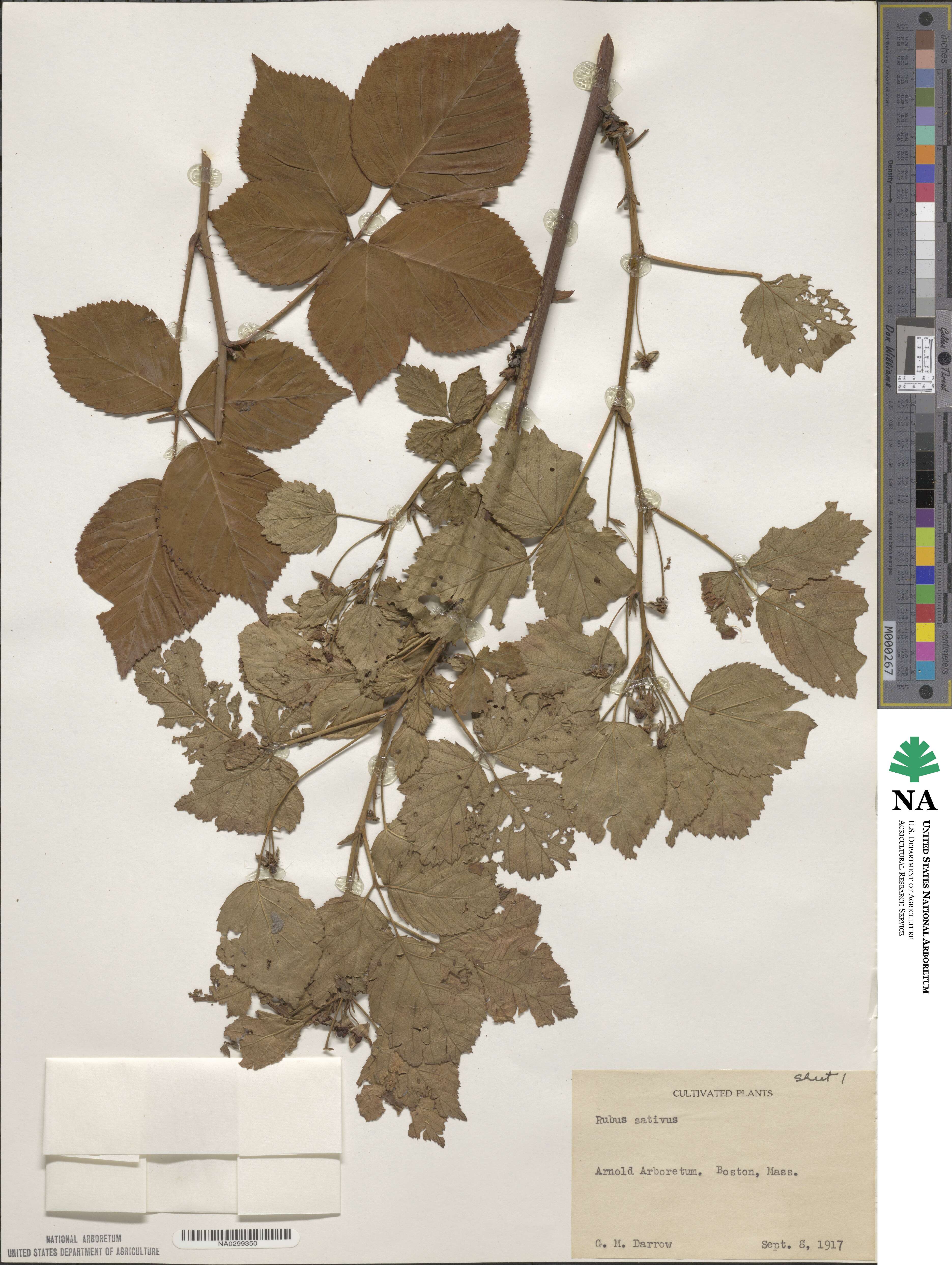 Rubus allegheniensis image