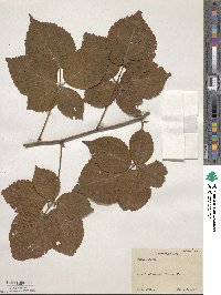 Rubus allegheniensis image