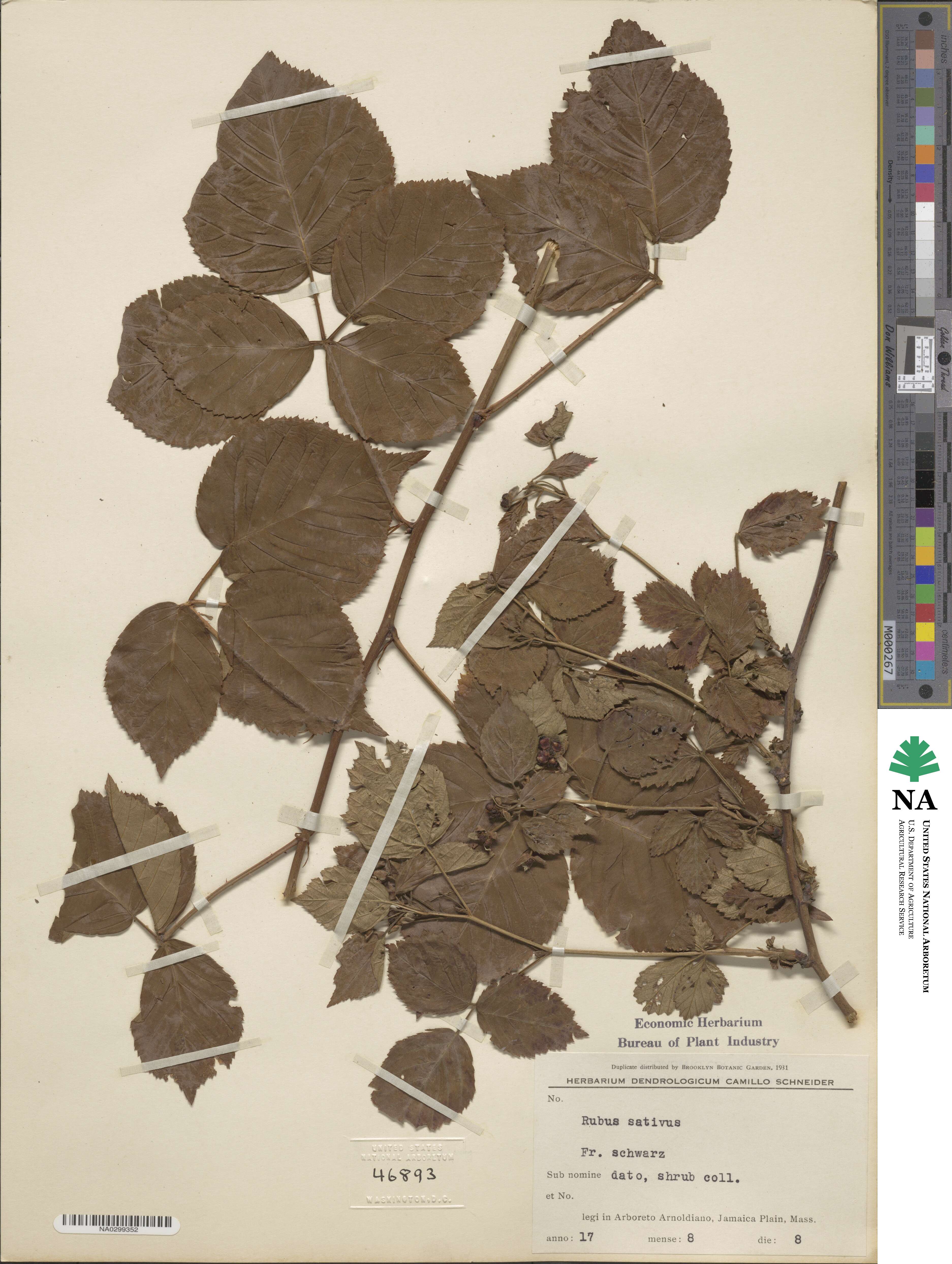 Rubus allegheniensis image
