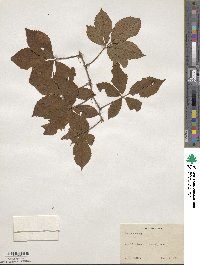 Rubus lilacinus image