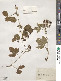 Rubus lilacinus image