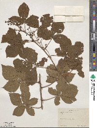 Rubus lilacinus image