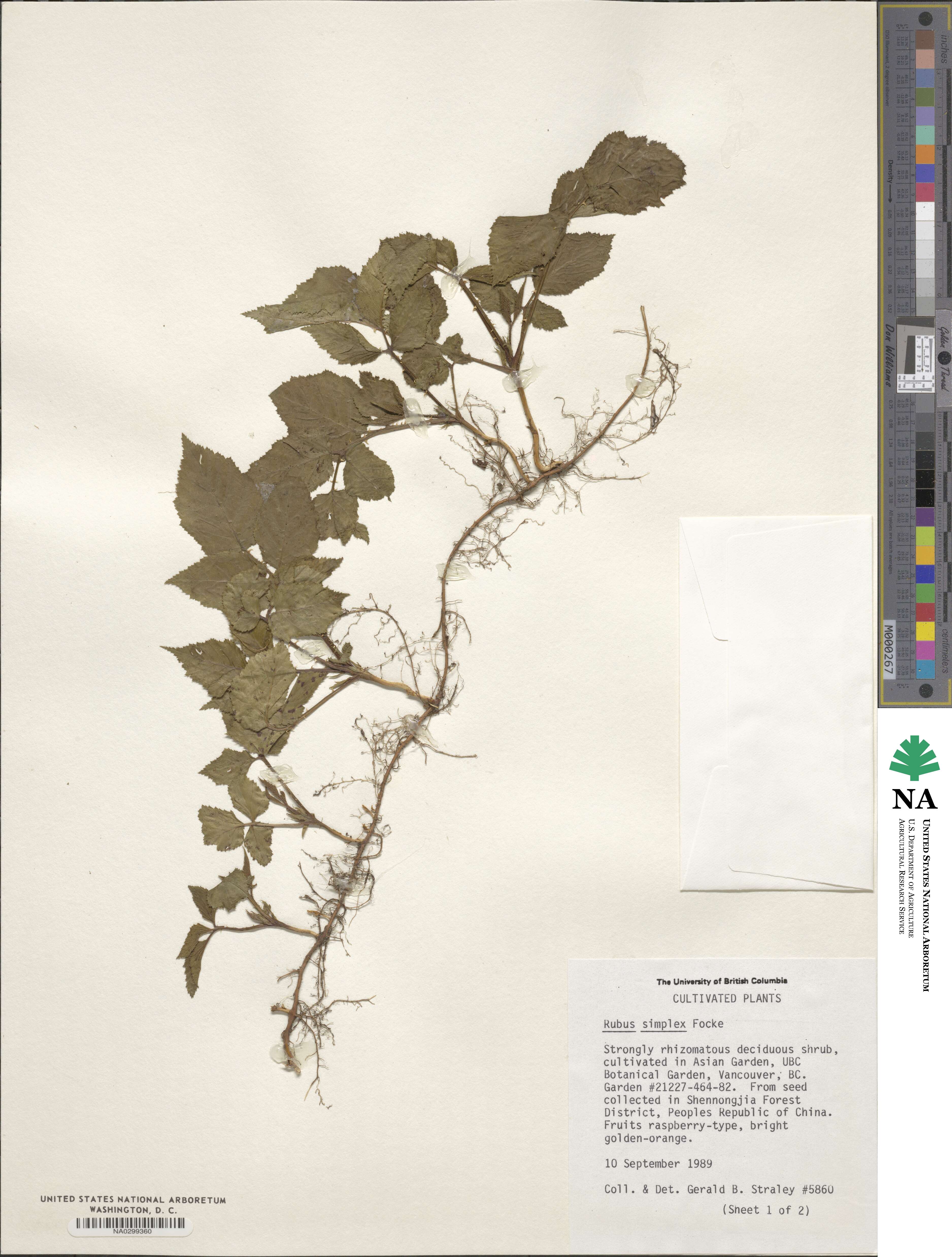 Rubus simplex image