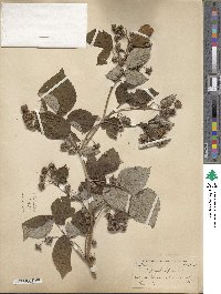 Rubus idaeus image