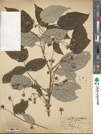 Rubus idaeus image