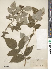 Rubus idaeus subsp. strigosus image