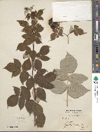 Rubus idaeus image