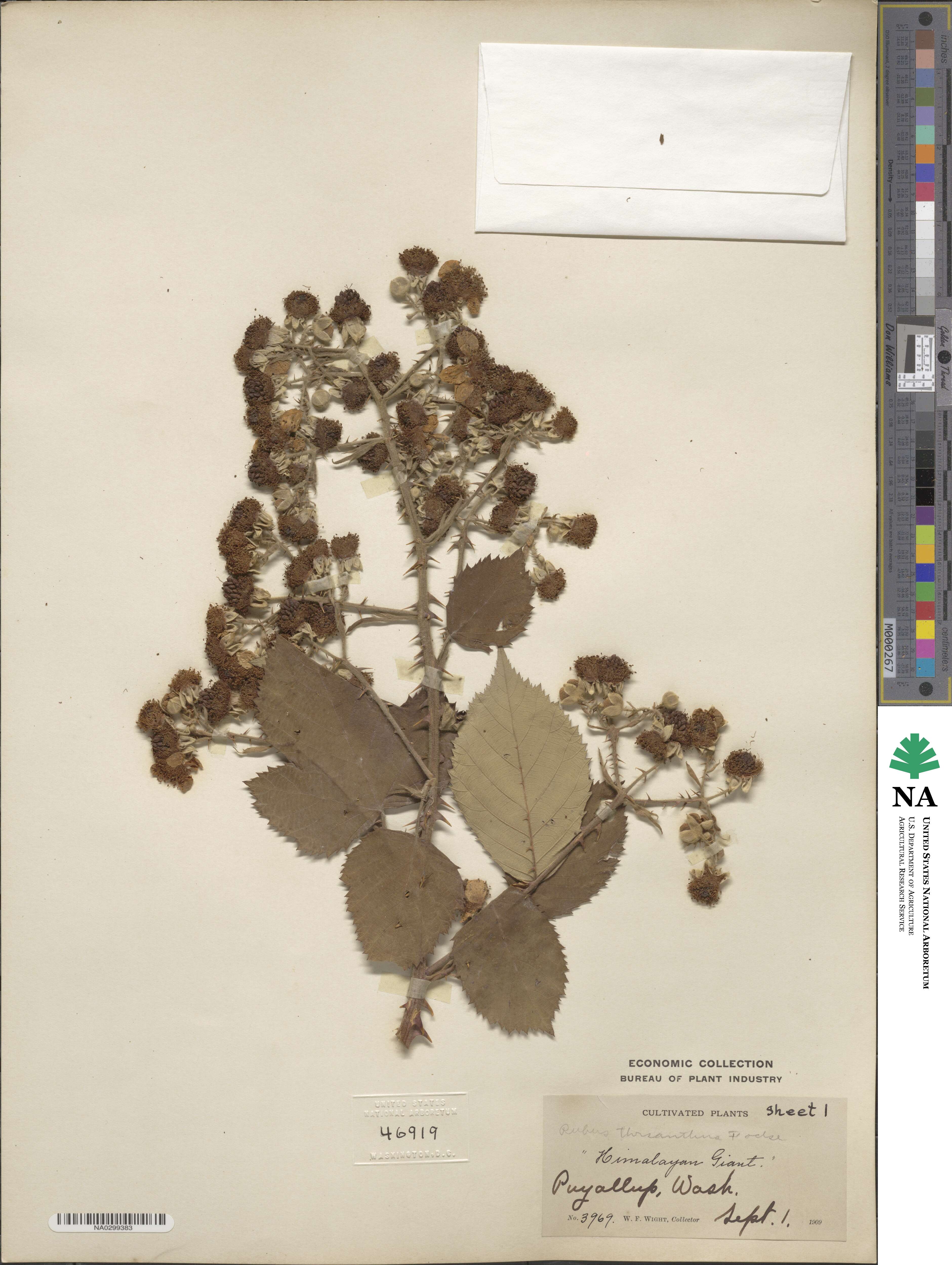 Rubus grabowskii image