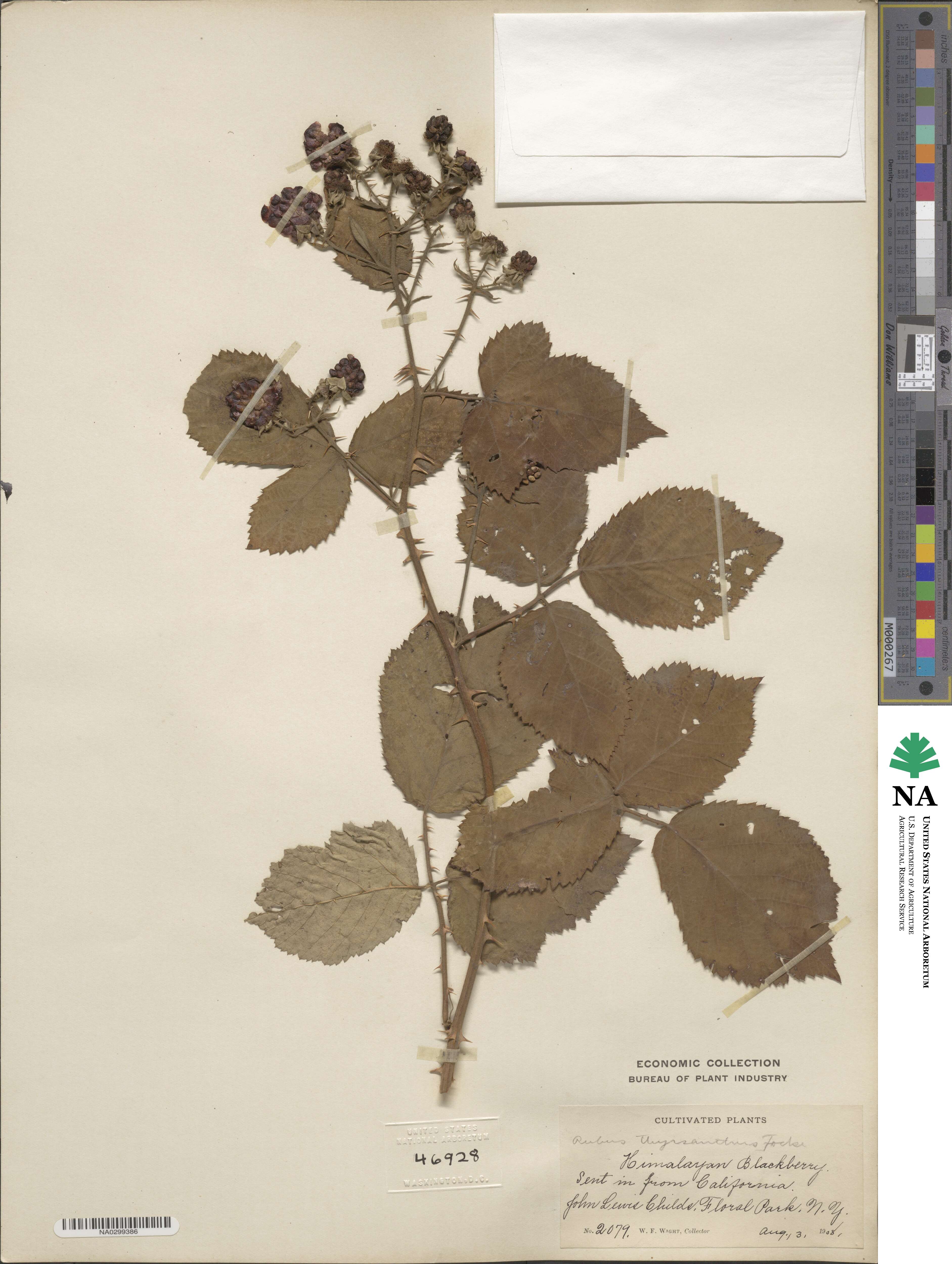 Rubus grabowskii image