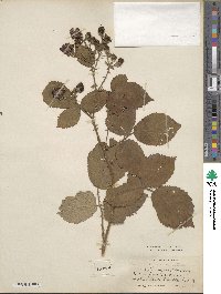 Rubus grabowskii image