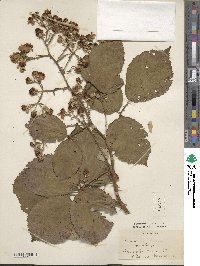 Rubus grabowskii image