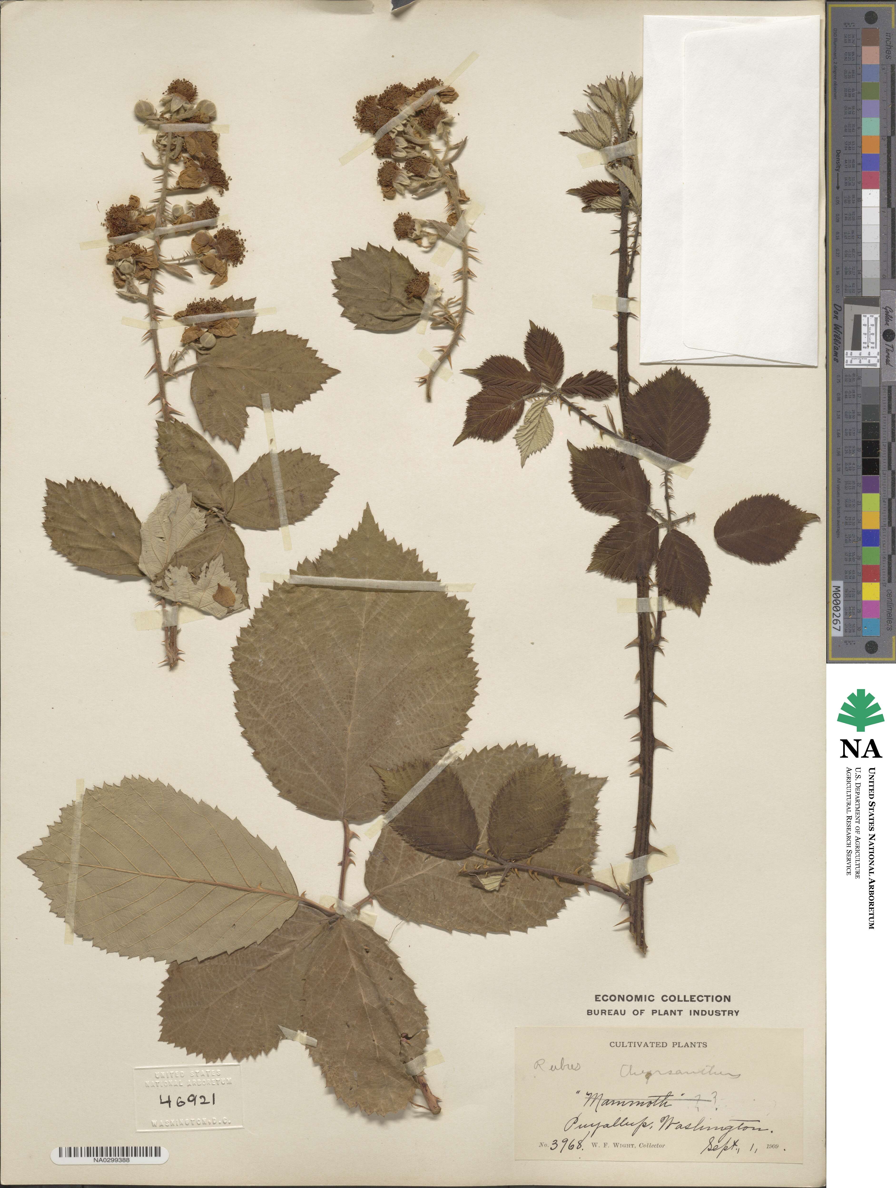 Rubus grabowskii image