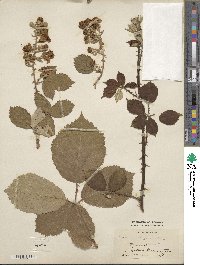 Rubus grabowskii image