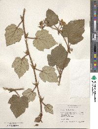 Rubus tricolor image