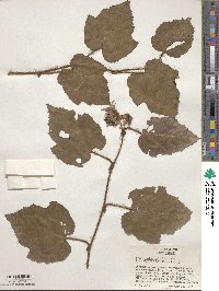 Rubus tricolor image