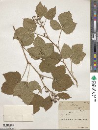 Rubus trifrons image