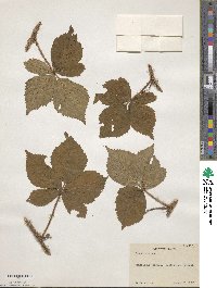 Rubus trifrons image