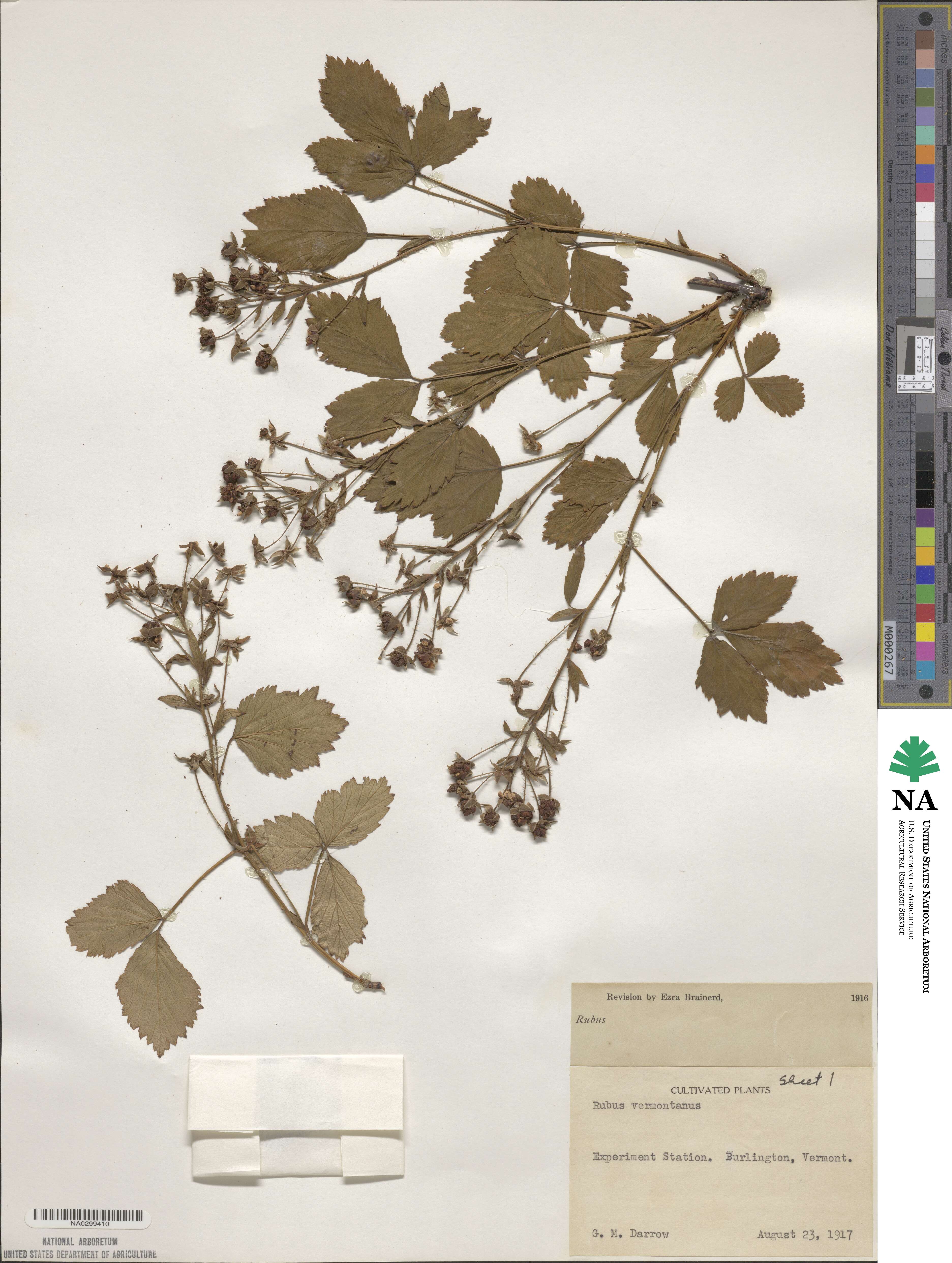 Rubus vermontanus image